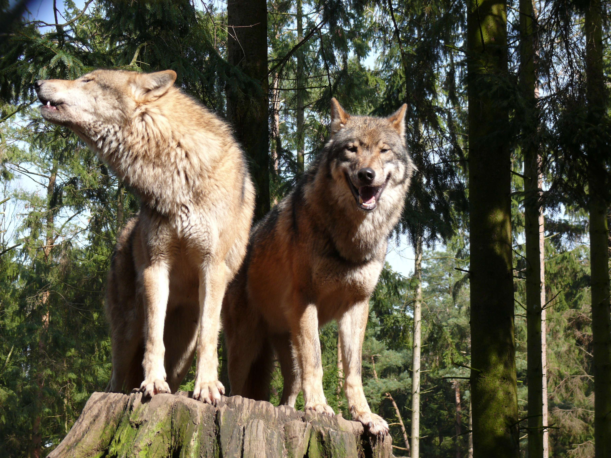 Rumänien und seine Bären und Wölfe