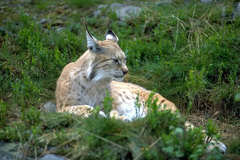 eurasischer-luchs