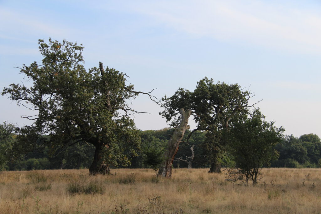 alte-eichen-und-dürrständer-auf-dem-breite-plateau-bei-schaessburg