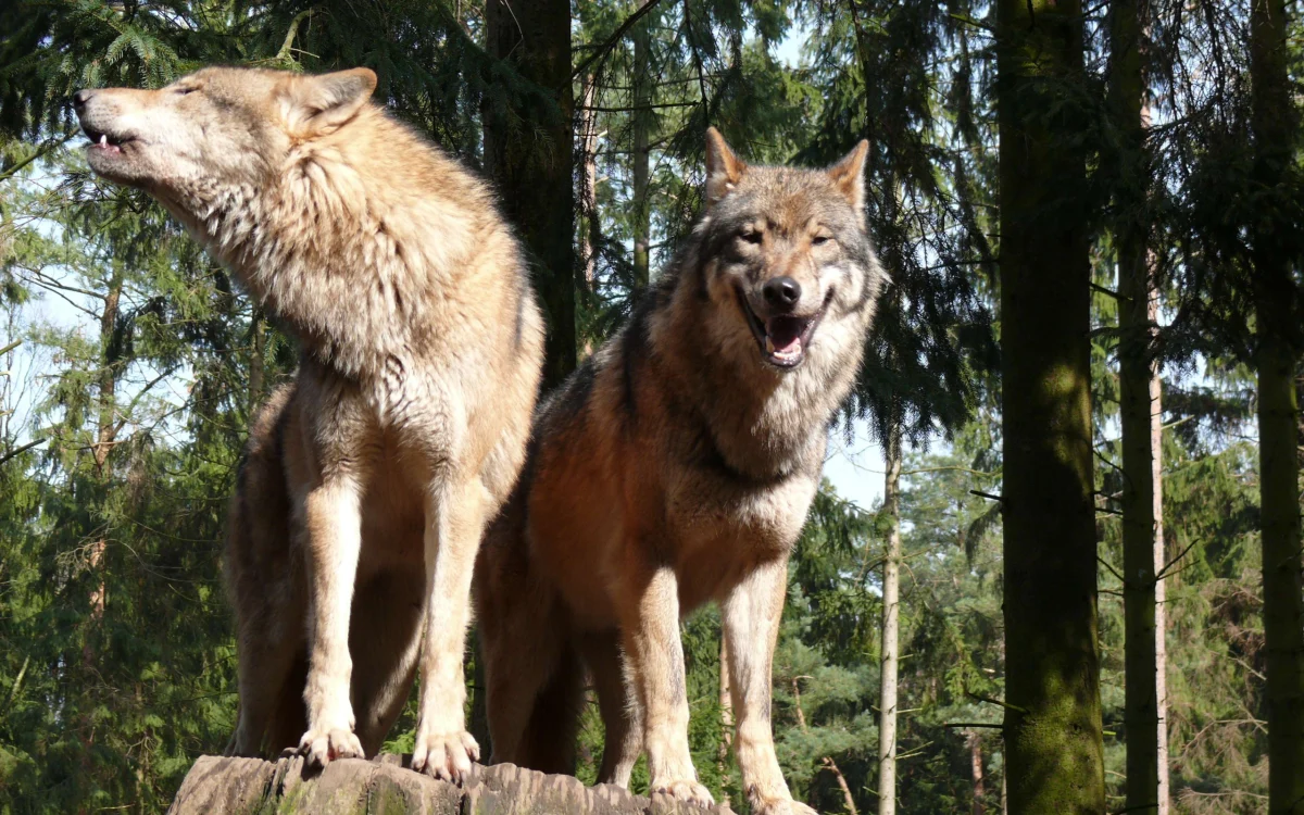 Wölfe in Rumänien